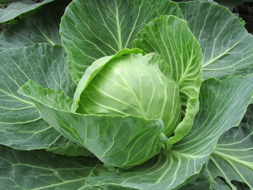 Pros and cons of the cabbage diet