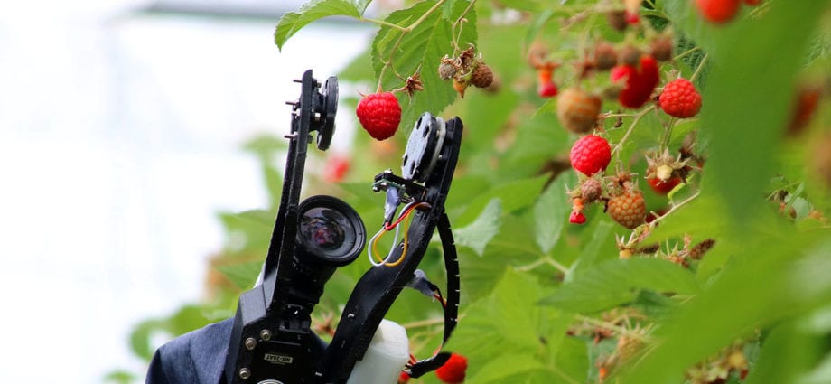 Raspberry picking robot invented: 25 berries per day