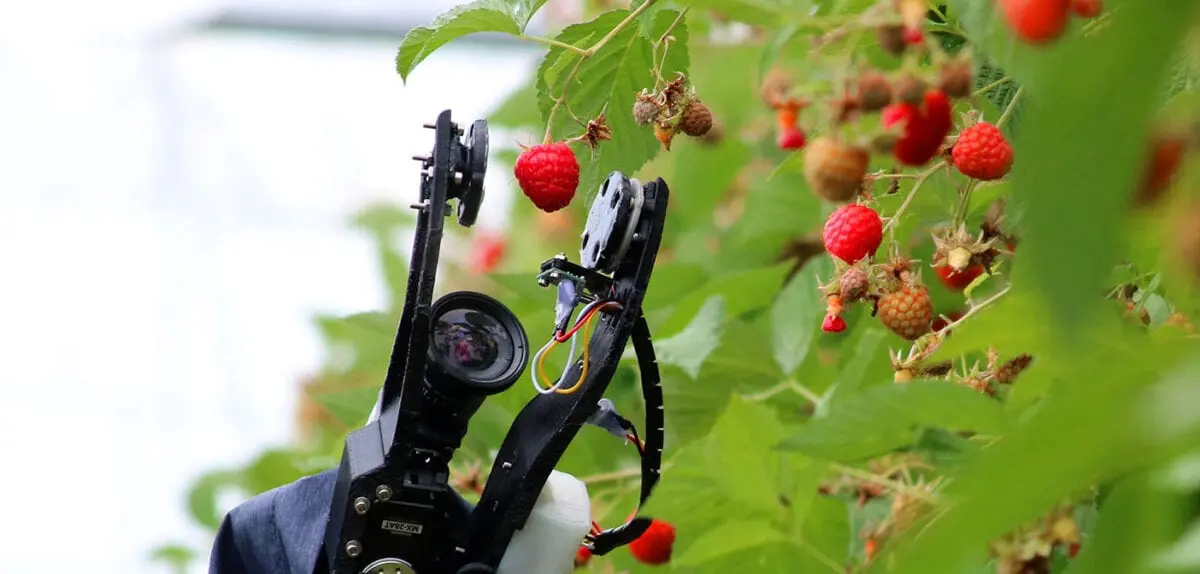 Raspberry picking robot invented: 25 berries per day