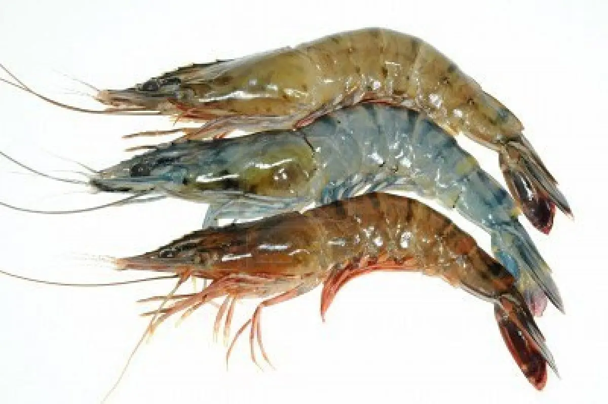 Shrimp &#8211; how to choose