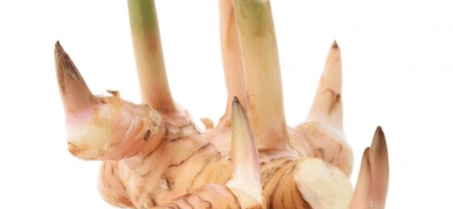 Galangal – description of the spice.高良姜–香料的描述。 Health benefits and harms健康的好处和危害