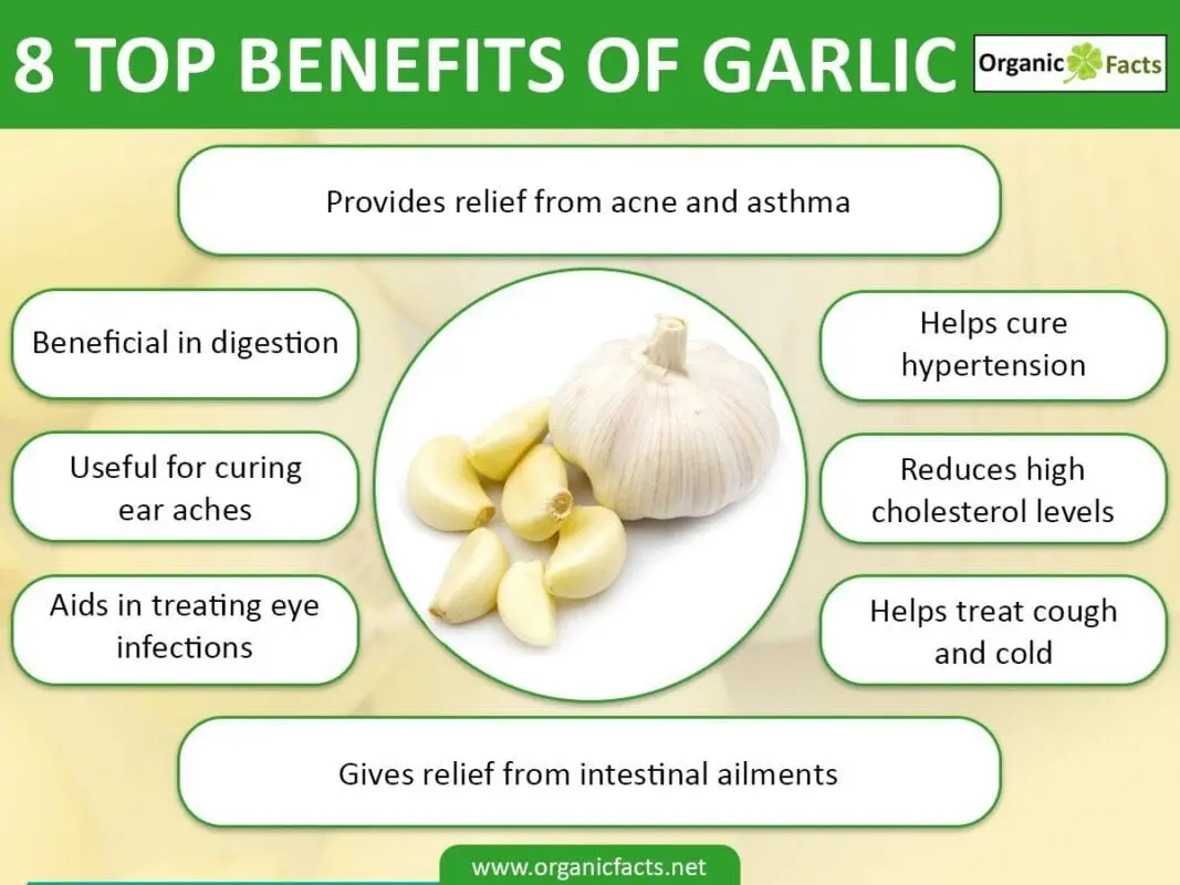 The beneficial properties of garlic