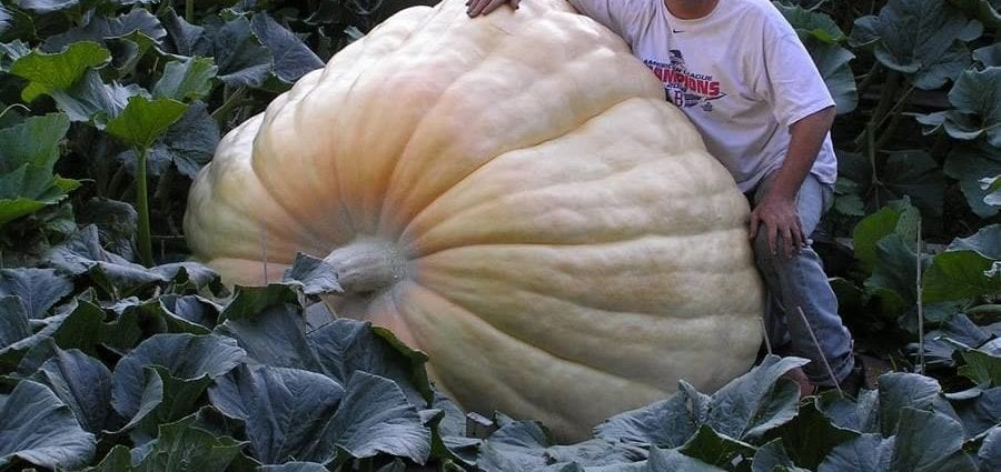 The farmer grew a huge pumpkin and made a boat out of it