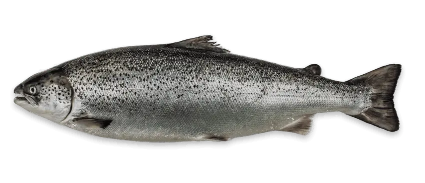The truth about Scottish salmon