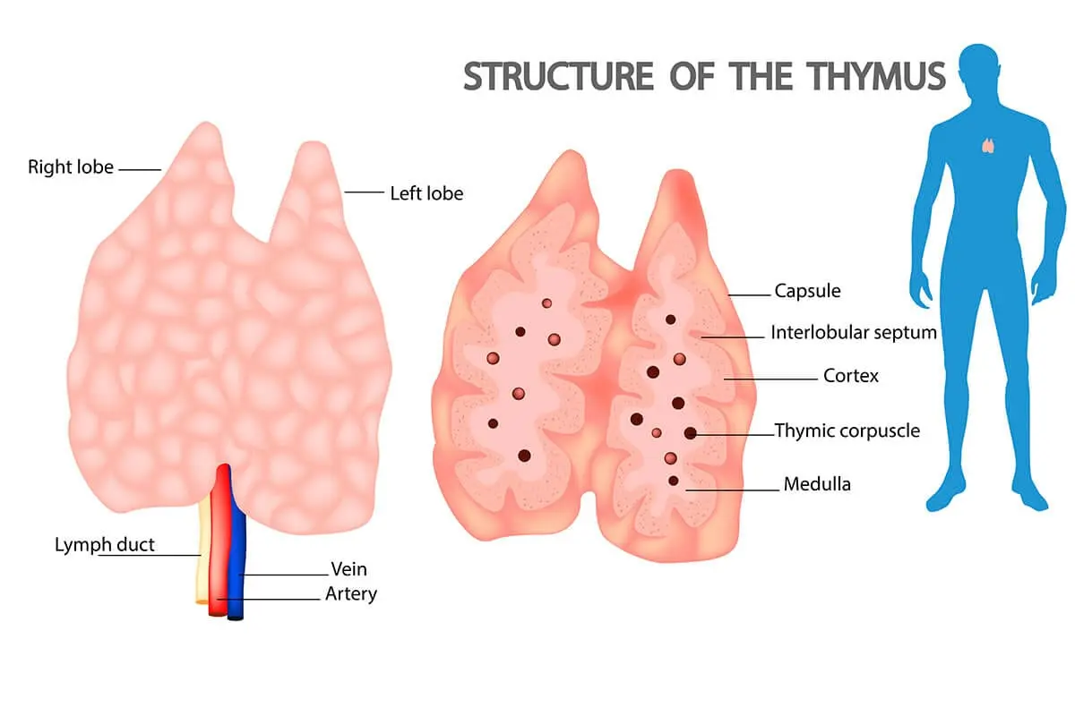 Thymus nutrition