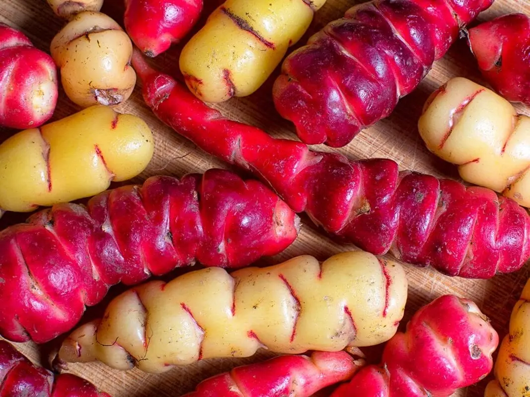 TOP 10 unusually colored vegetables