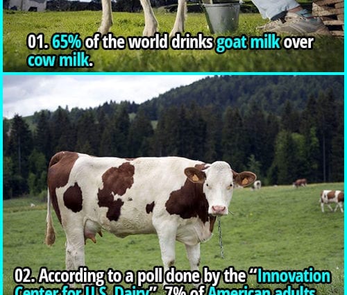 TOP-12 interesting facts about dairy products