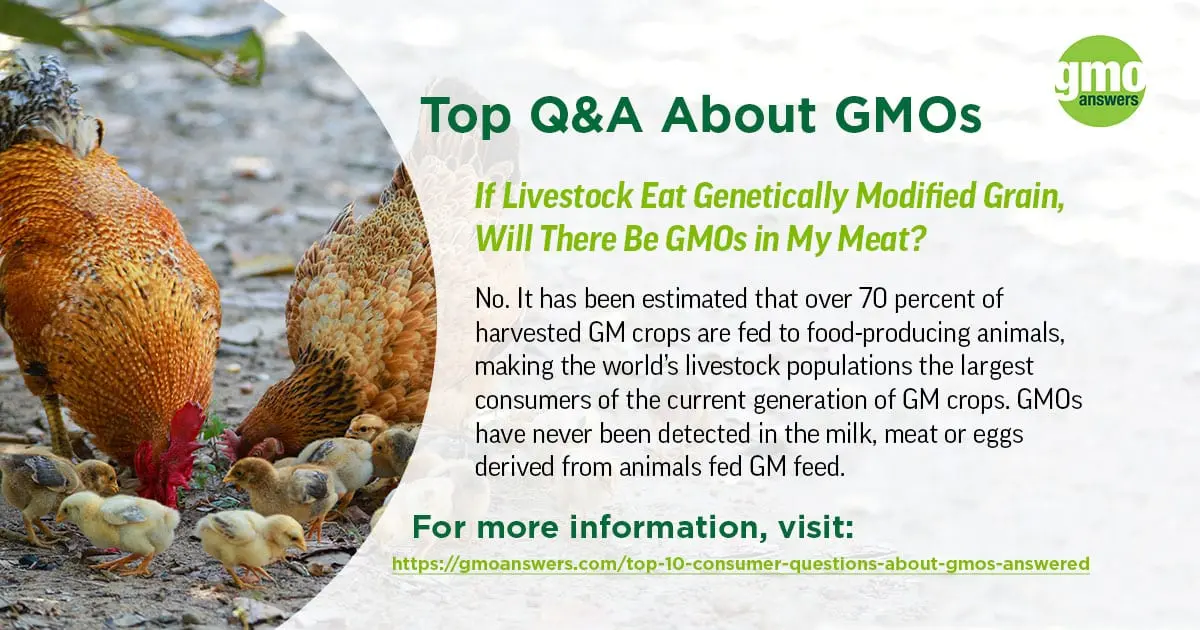 TOP-7 facts about GMOs