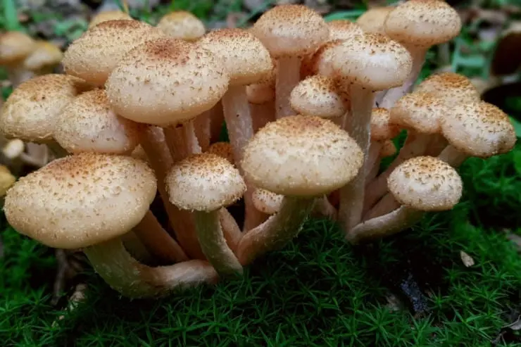 Milky pale: photo and description