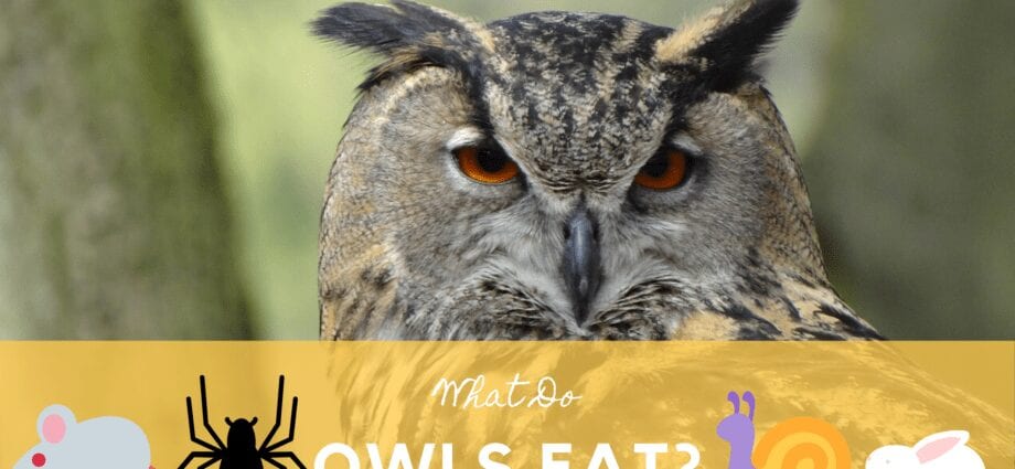 What do night owls eat so as not to get better and not fall asleep