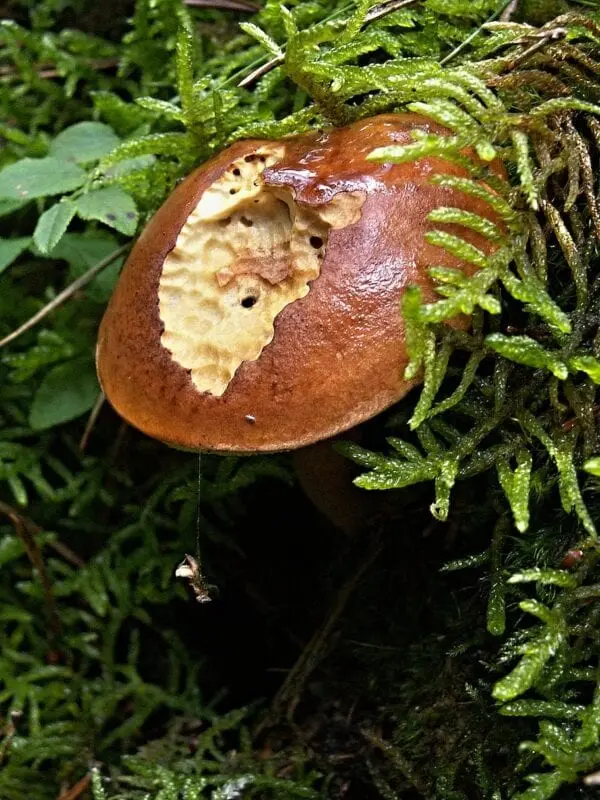 What if the boletus is wormy?