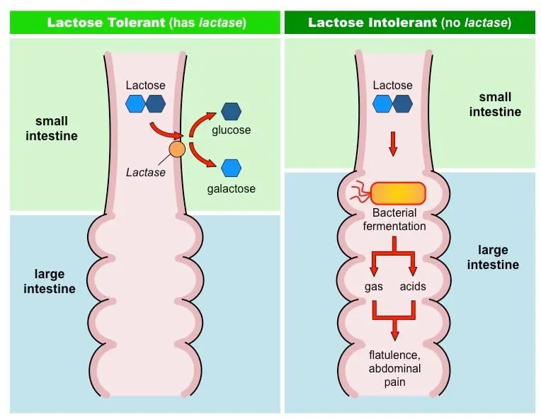 What is lactose and its intolerance