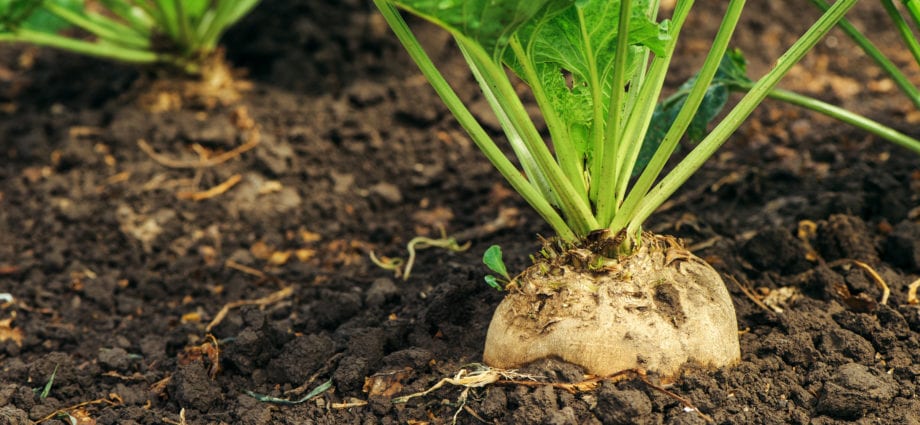 What is made from beets