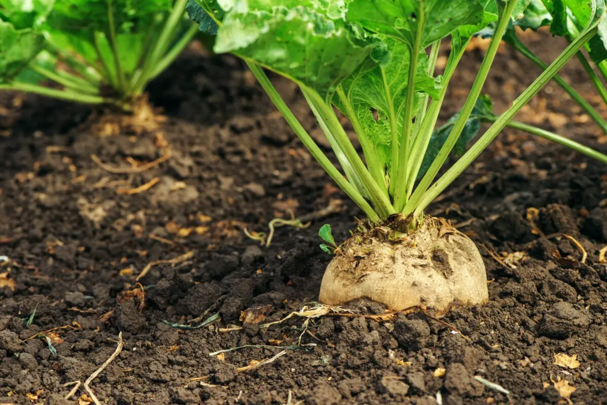 What is made from beets