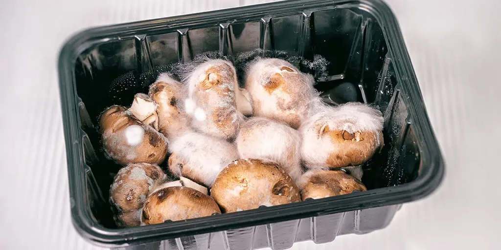 What to do if salted mushrooms are moldy?