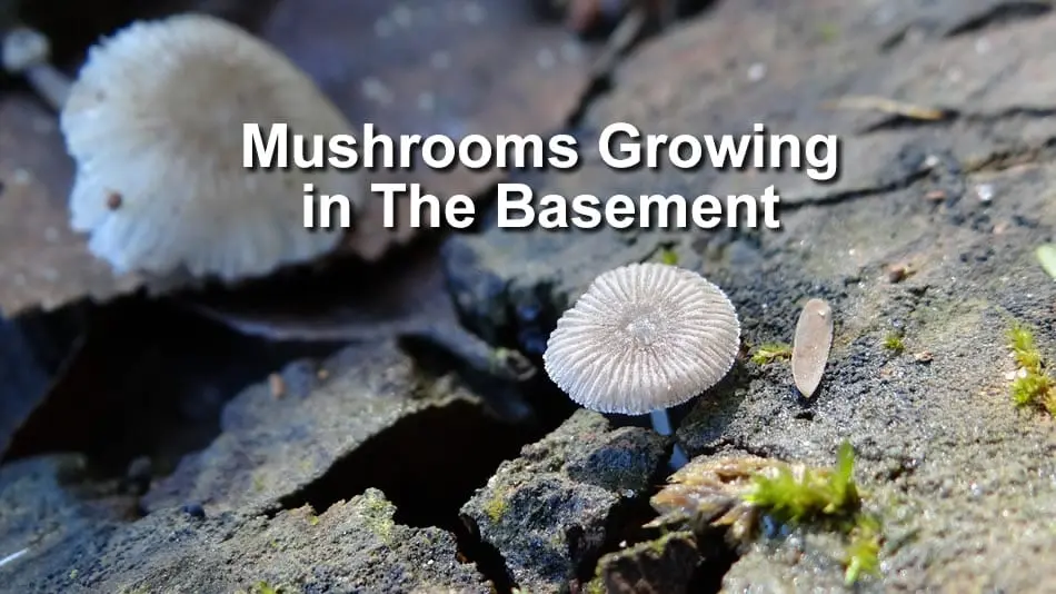 What to do to prevent mushrooms from growing moldy?