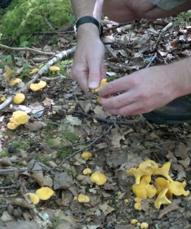 What to do with forest mushrooms after harvesting?