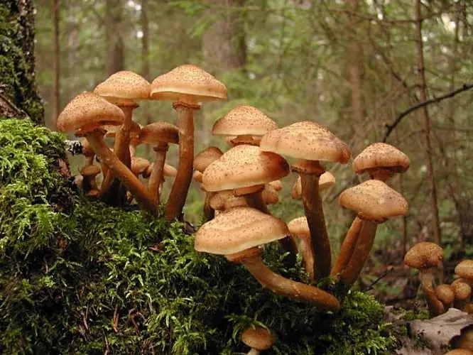 Where are many honey agarics in the Moscow region?