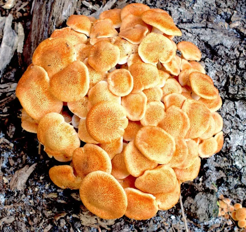 Where to buy honey mushrooms?