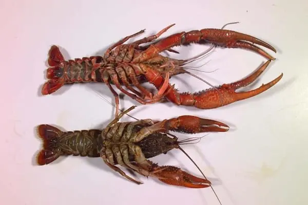 Which crayfish are tastier &#8211; males or females?