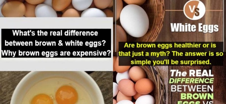Which eggs are better: white or brown?