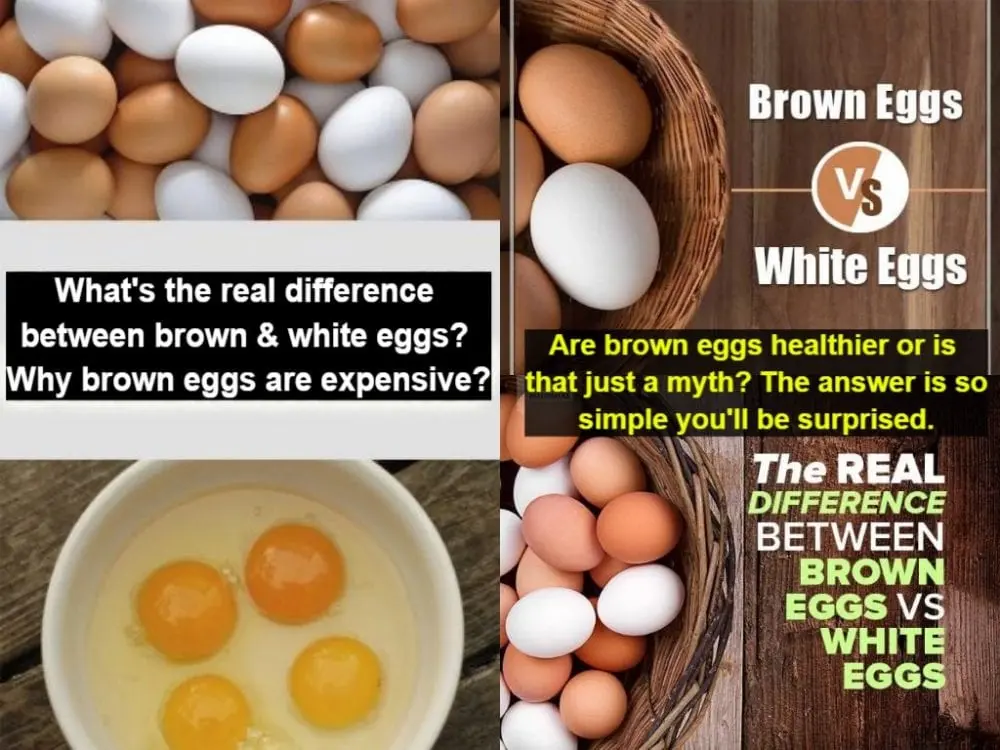 Which eggs are better: white or brown?