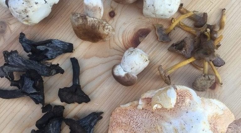 Which mushrooms are better, summer or autumn?