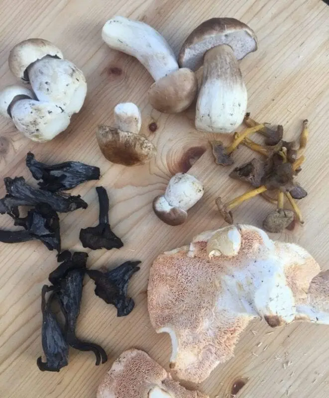 Which mushrooms are better, summer or autumn?