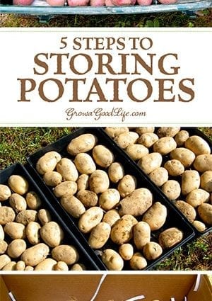 Which potatoes are best stored in winter