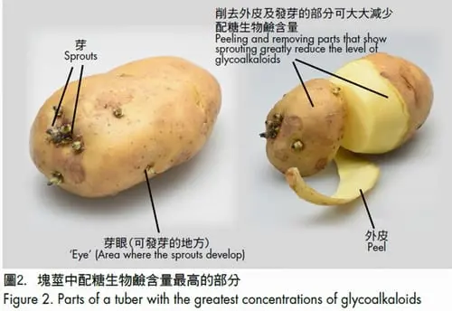 Why are potatoes bitter after boiling?