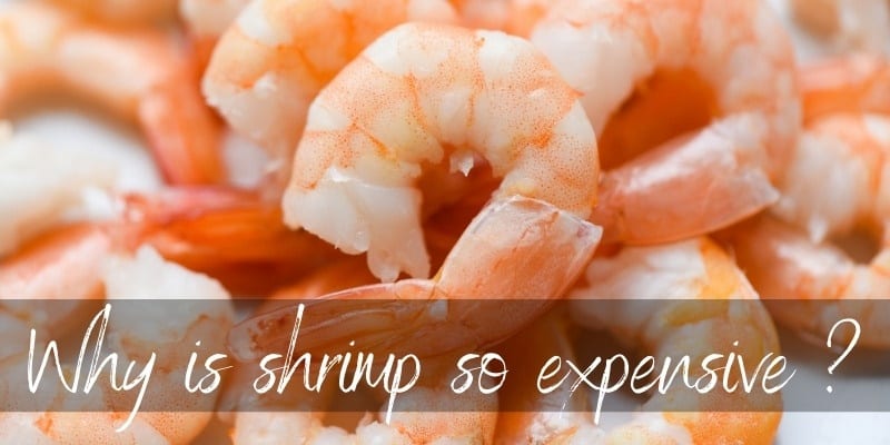 Why are shrimp so expensive?