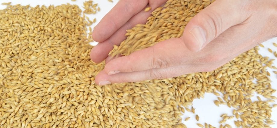 大麥為什麼會腸胃脹氣？
