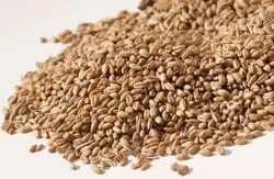 Why do bugs start in pearl barley?
