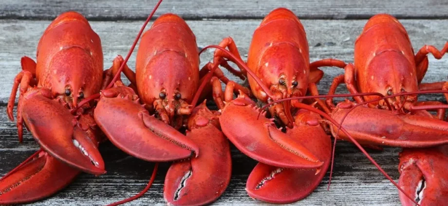 Why do crayfish turn red when cooked?