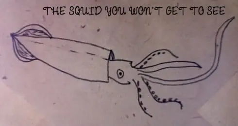 Why do squids smell?