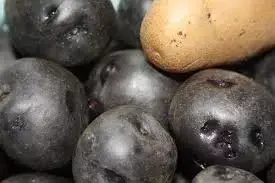 Why does the potato turn black?