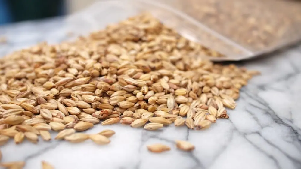 Why is barley bitter and what to do?