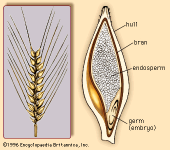 Why is pearl barley called the fraction 16?