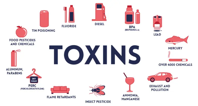 Why Toxins Cause Obesity: 3 Steps To Losing Toxic Weight