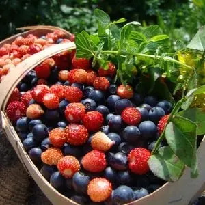 Wild berries &#8211; a unique storehouse of vitamins