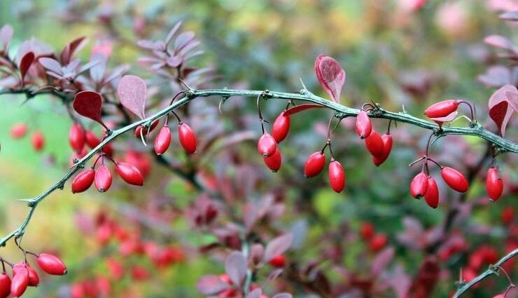 How useful is barberry