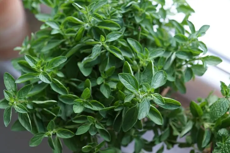 How useful is oregano