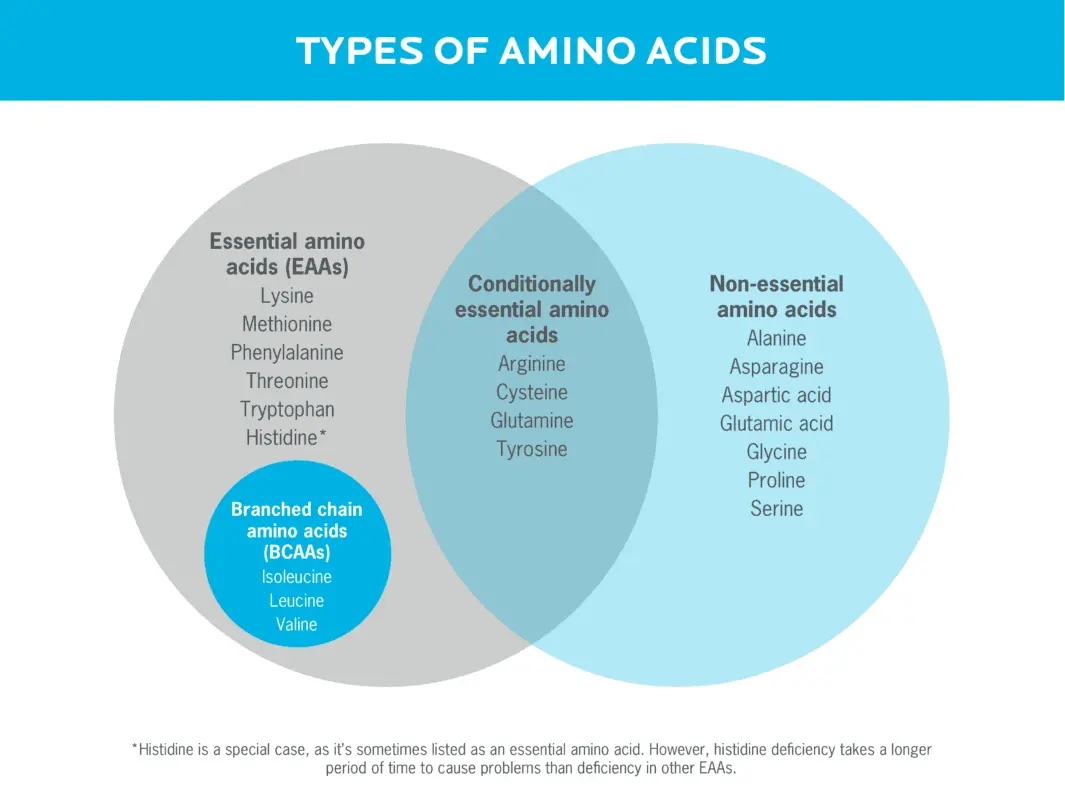 Amino Acids vs. Protein: Which Is Better To Choose?