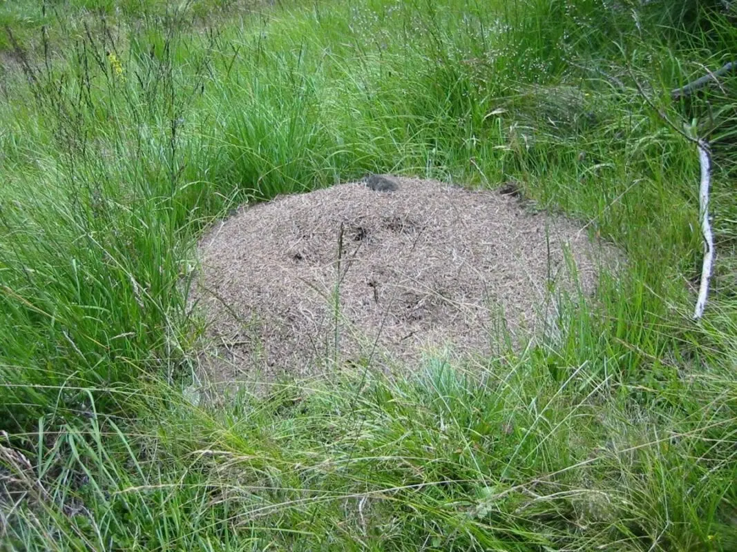 Ant Hill pp