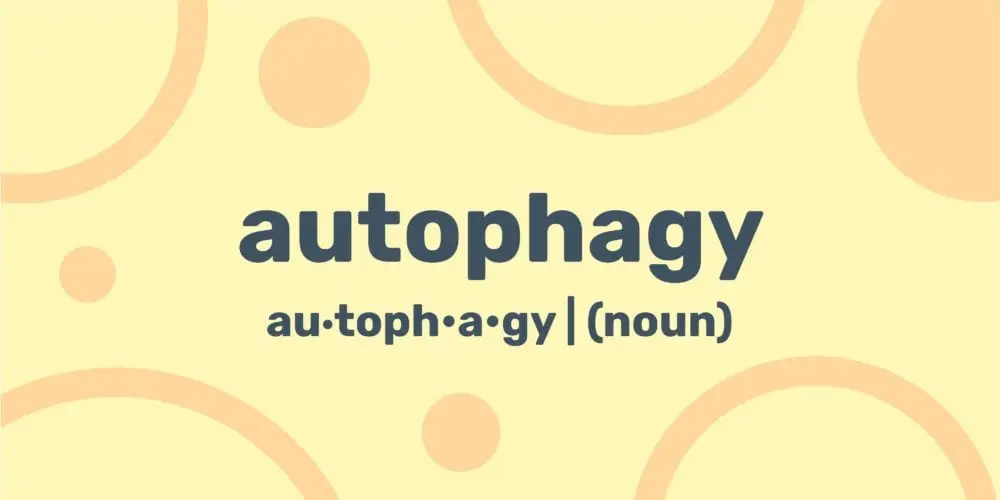 Autophagy as a way to rejuvenate the body