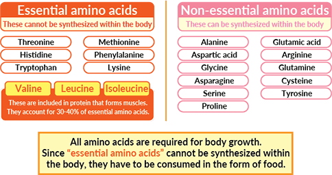 BCAA (essential amino acids)