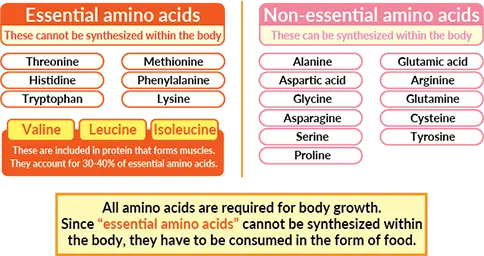 BCAA (essential amino acids)