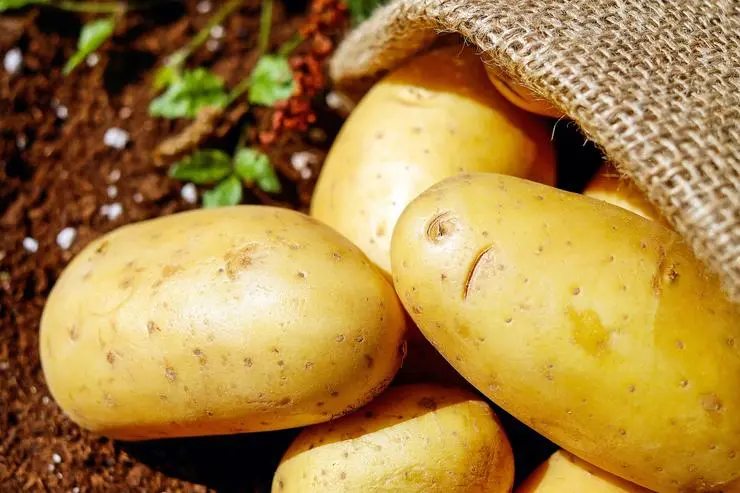 What is useful and dangerous about potatoes