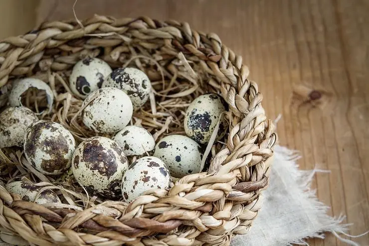 quail eggs near me