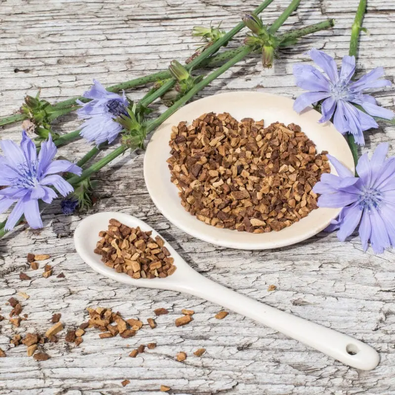 Chicory for weight loss